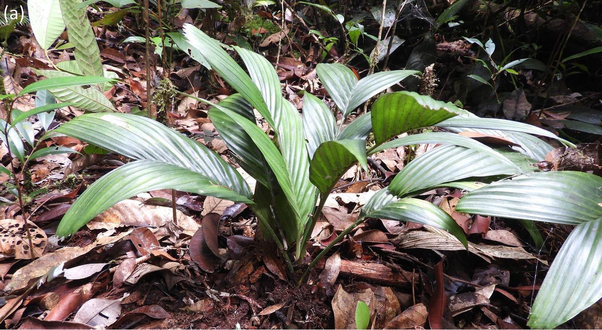 Descubren la primera especie de palmera que florece y fructifica bajo tierra