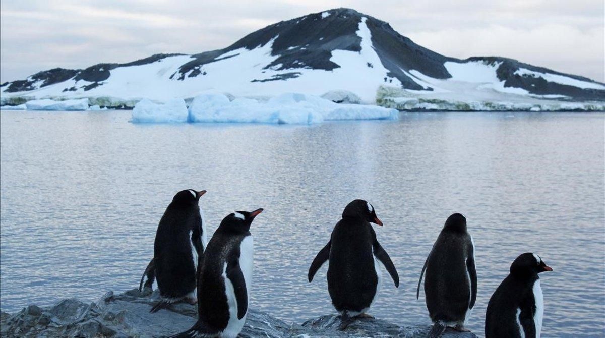 Pingüinos en la Antártida, en el 2017. Pingüinos en la Antártida, en el 2017.