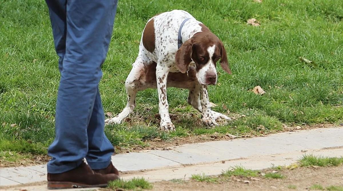 El dueño de un perro espera para recoger la deposición de su animal en un parque.