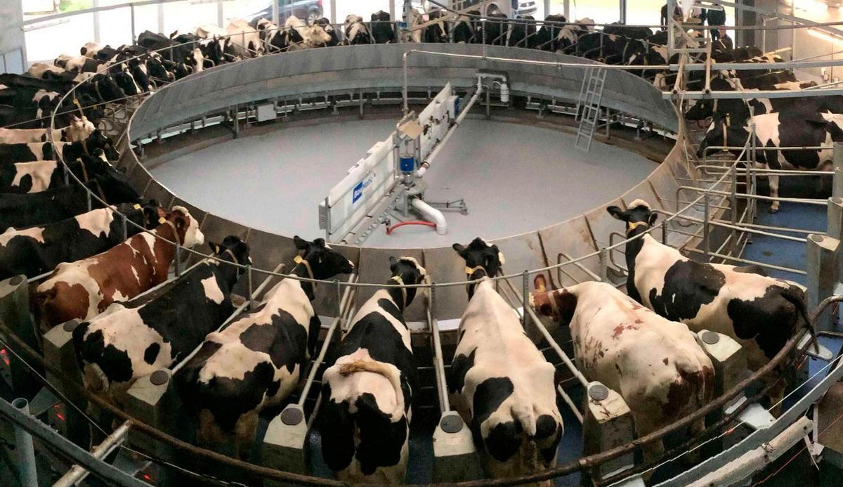 Vacas en una granja industrial.