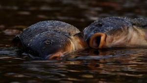 Dos carpas muertas en el agua del río Besòs
