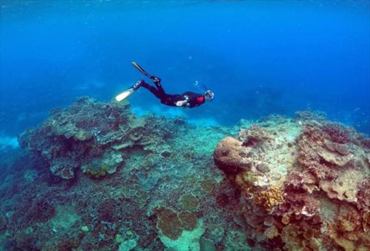 Un hombre bucea en la Gran Barrera de coral australiana. Un hombre bucea en la Gran Barrera de coral australiana.
