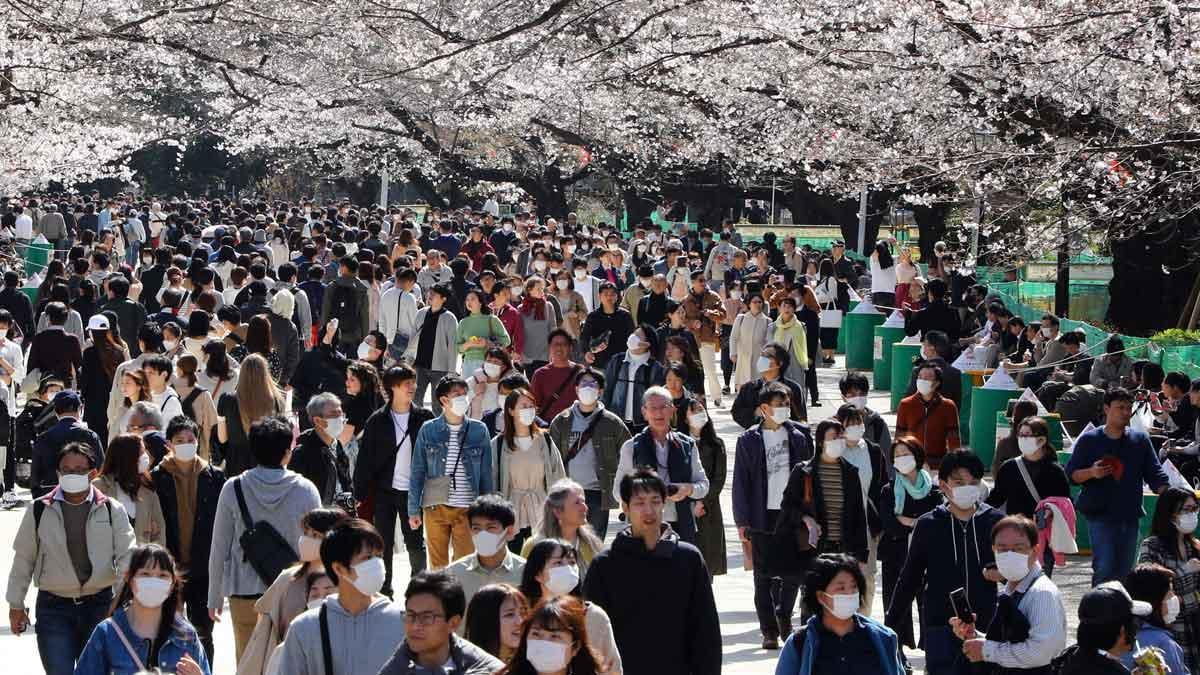 Ni la pandemia de coronavirus ni el impacto económico que está ocasionando a Japón han impedido la tradición de contemplar al aire libre la floración anual de los cerezos, que en estas fechas siguen disfrutando libremente los nipones, desafiando cualquier intento de encerrarlos en casa.