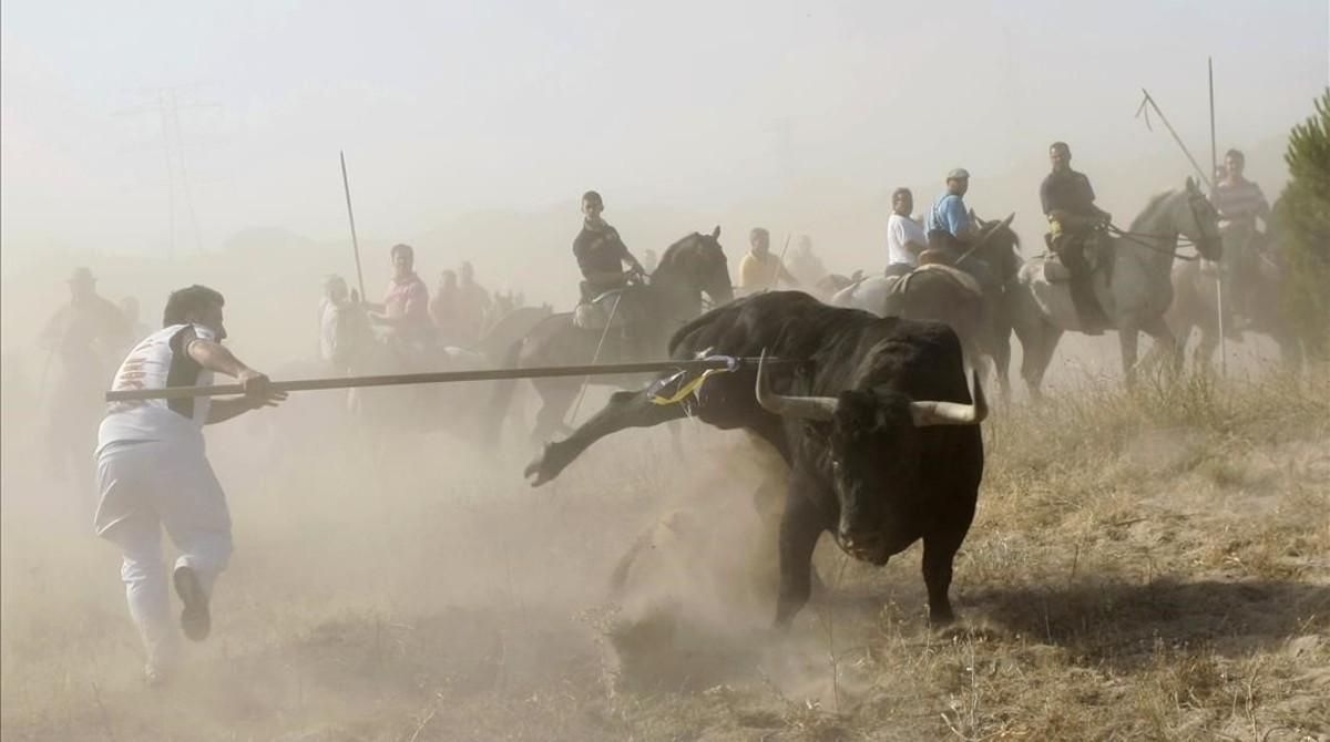 Un torneante alancea al animal durante un festejo del Toro de la Vega, en Tordesillas. Un torneante alancea al animal durante un festejo del Toro de la Vega, en Tordesillas.