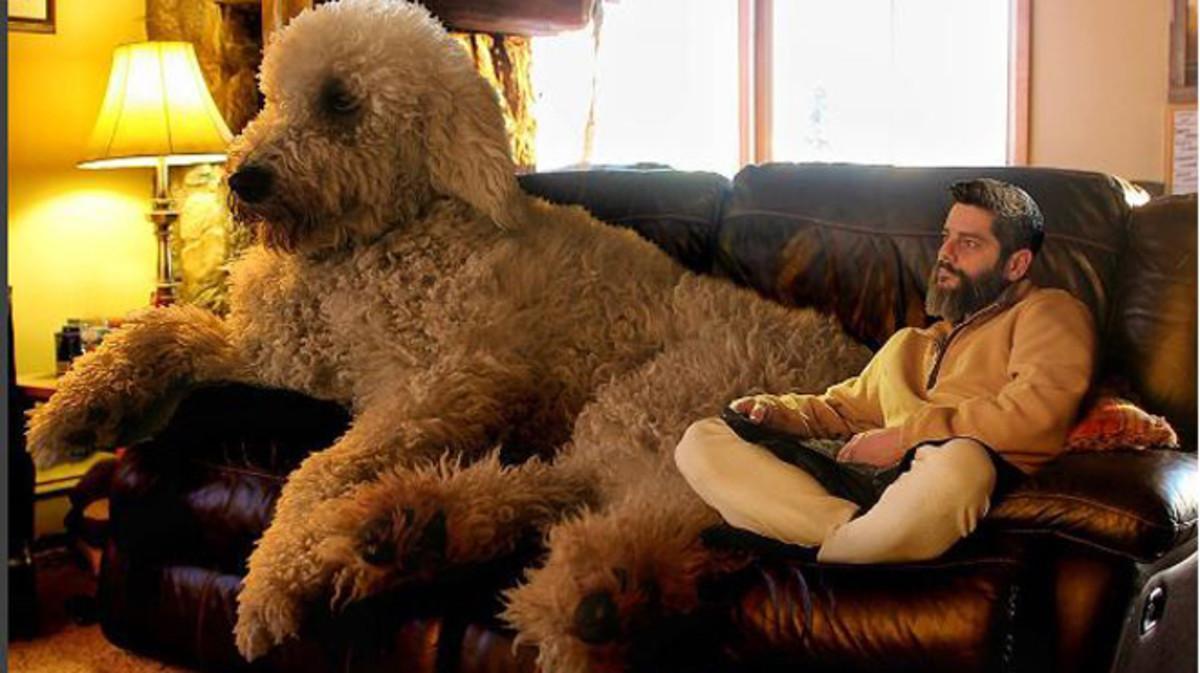 Juji, el gos gegant que triomfa a Instagram