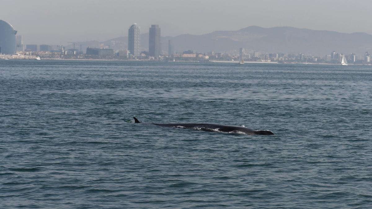 Albiren una balena a menys d’una milla de l’Hotel Vela de Barcelona