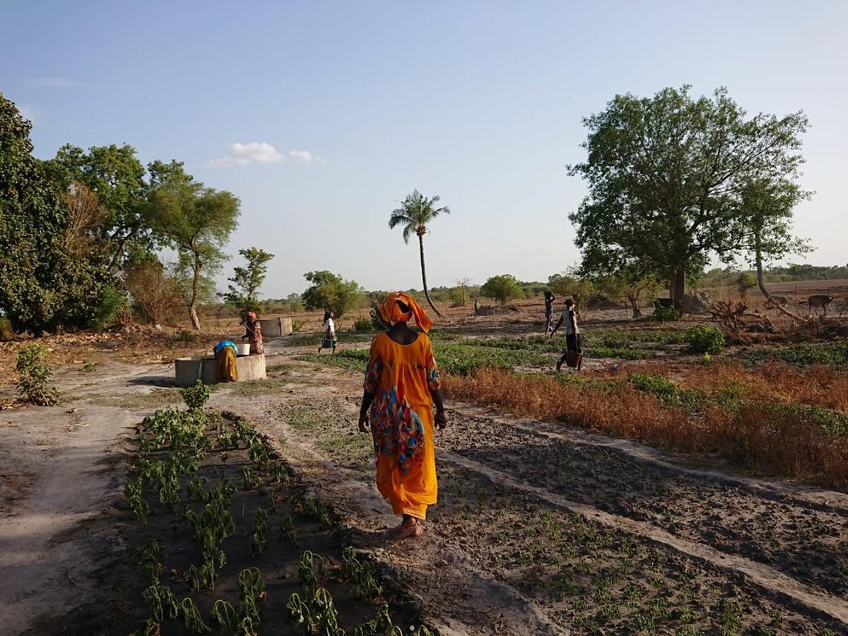 Cooperativa de mujeres agricultoras en Kolda (Senegal). 