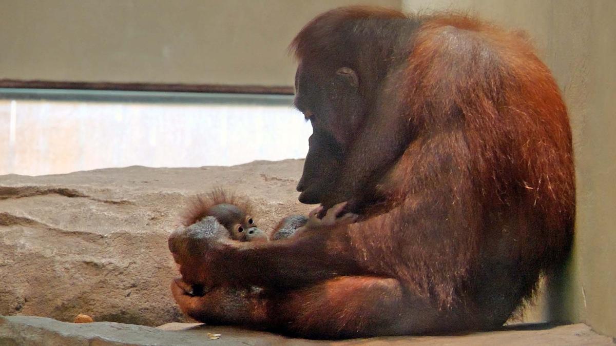 Orangutan da a luz en el zoo de Barcelona