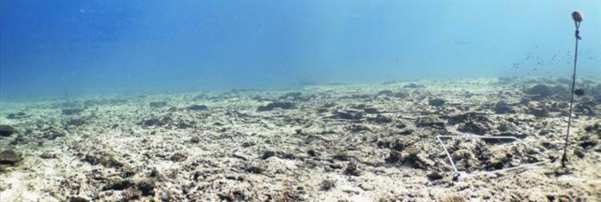Paraje submarino cercano a la isla de Cousin, en el archipiélago de las Seychelles, antes de los trabajos de restauración. Paraje submarino cercano a la isla de Cousin, en el archipiélago de las Seychelles, antes de los trabajos de restauración.