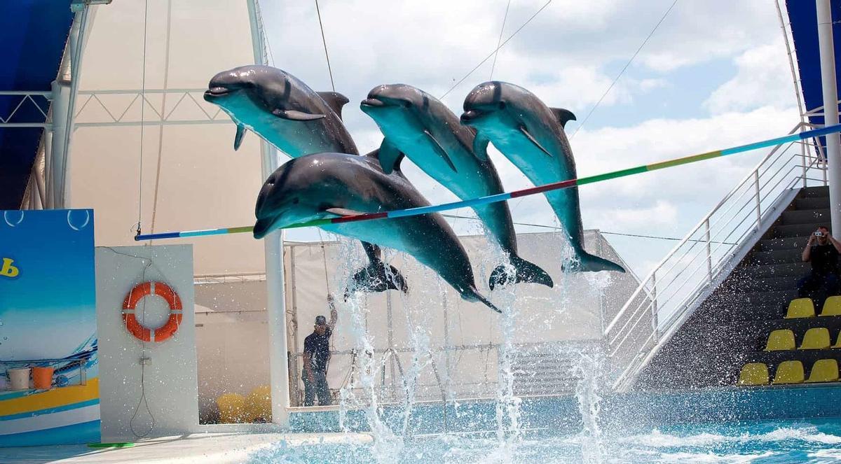 Caza, delfines y zoofilia: las siete rebajas que han desinflado la ley de animales Caza, delfines y zoofilia: las siete rebajas que han desinflado la ley de animales