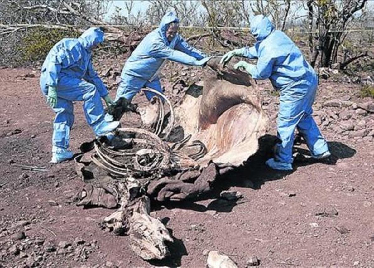 Técnicos sudafricanos examinan los restos de un rinoceronte abatido. Técnicos sudafricanos examinan los restos de un rinoceronte abatido.