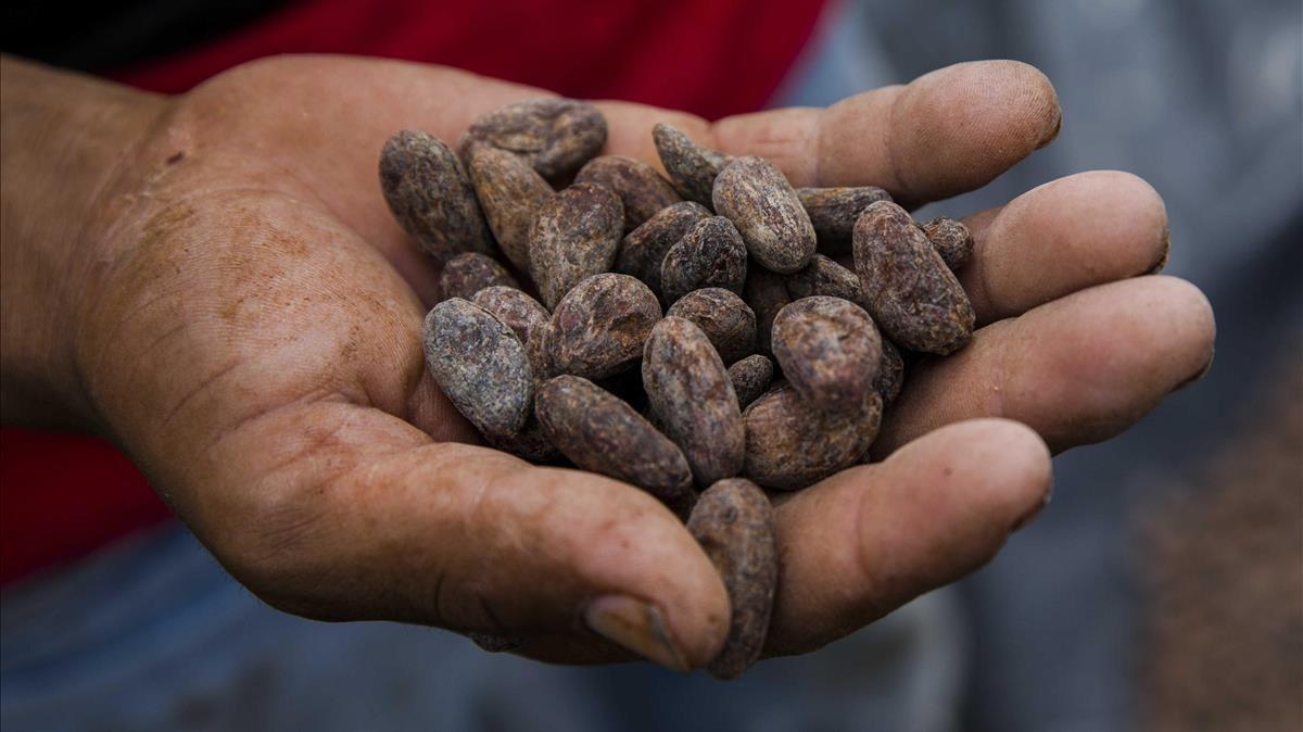 Un hombre muestra unas semillas de cacao secas 