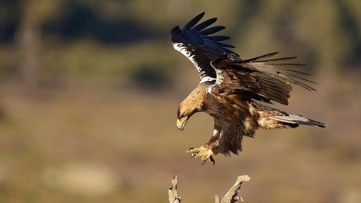 El águila imperial ibérica se recupera con fuerza en España
