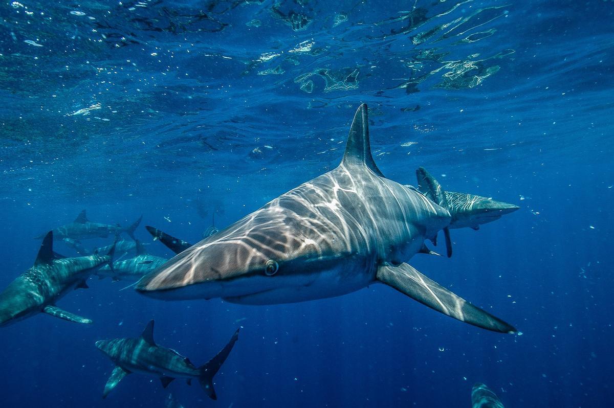 La comunidad internacional aumenta la protección de los tiburones