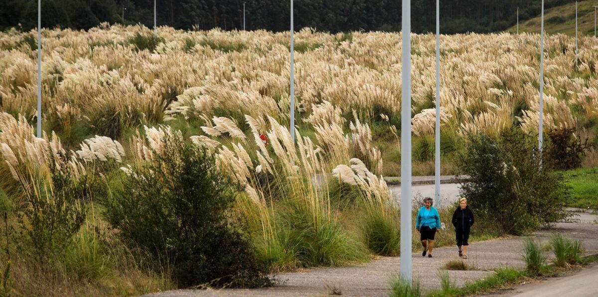 Descubiertas las claves del éxito de las plantas invasoras en Europa Descubiertas las claves del éxito de las plantas invasoras en Europa