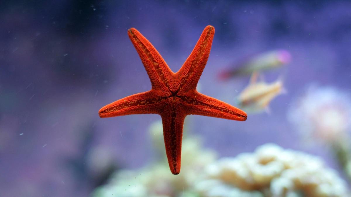 Las estrellas de mar tienen un cerebro en cada brazo