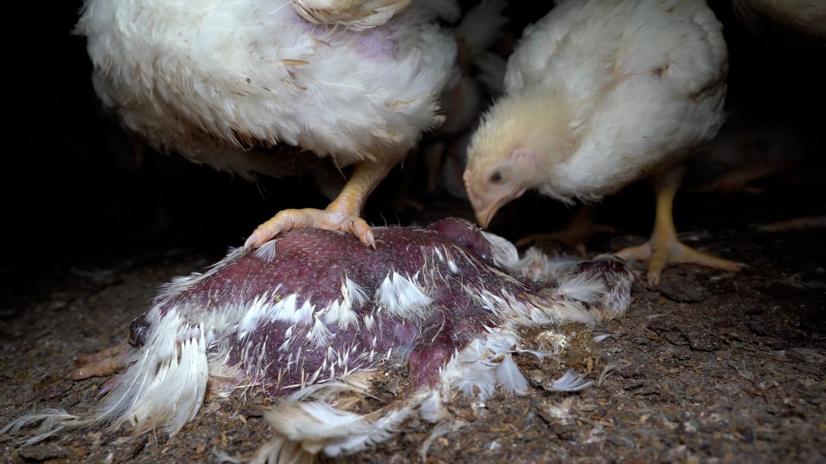 Los animalistas cercan a Lidl para que mejore las condiciones de los pollos