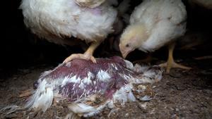 Els animalistes assetgen Lidl perquè millori les condicions dels pollastres