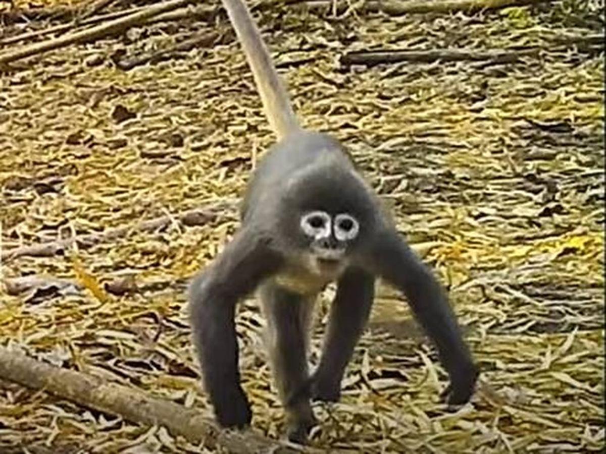 Descobert un mico amb ulleres blanques, una nova espècie en perill