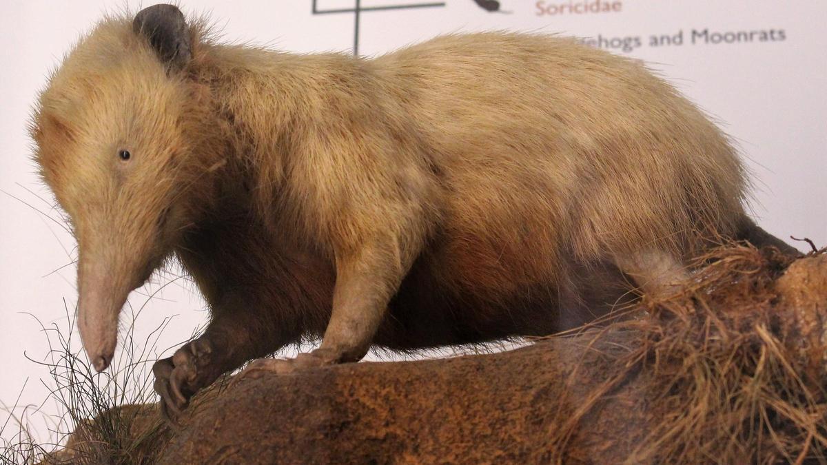 Què és i on habita l’almiquí, l’animal verinós que es troba en perill d’extinció Què és i on habita l’almiquí, l’animal verinós que es troba en perill d’extinció