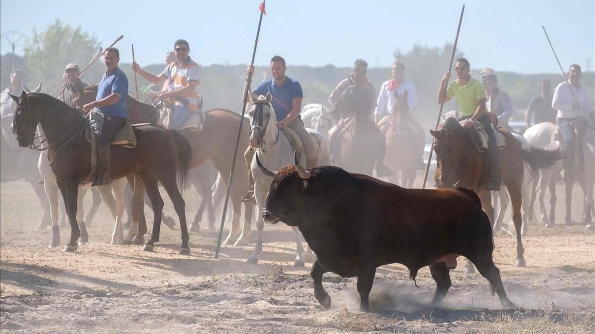 El Toro de la Vega de Tordesillas. El Toro de la Vega de Tordesillas.