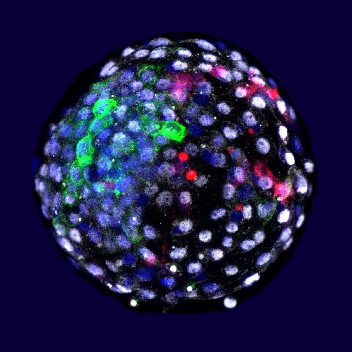 Visualización de las células en una etapa embrionaria. En rojo, las humanas