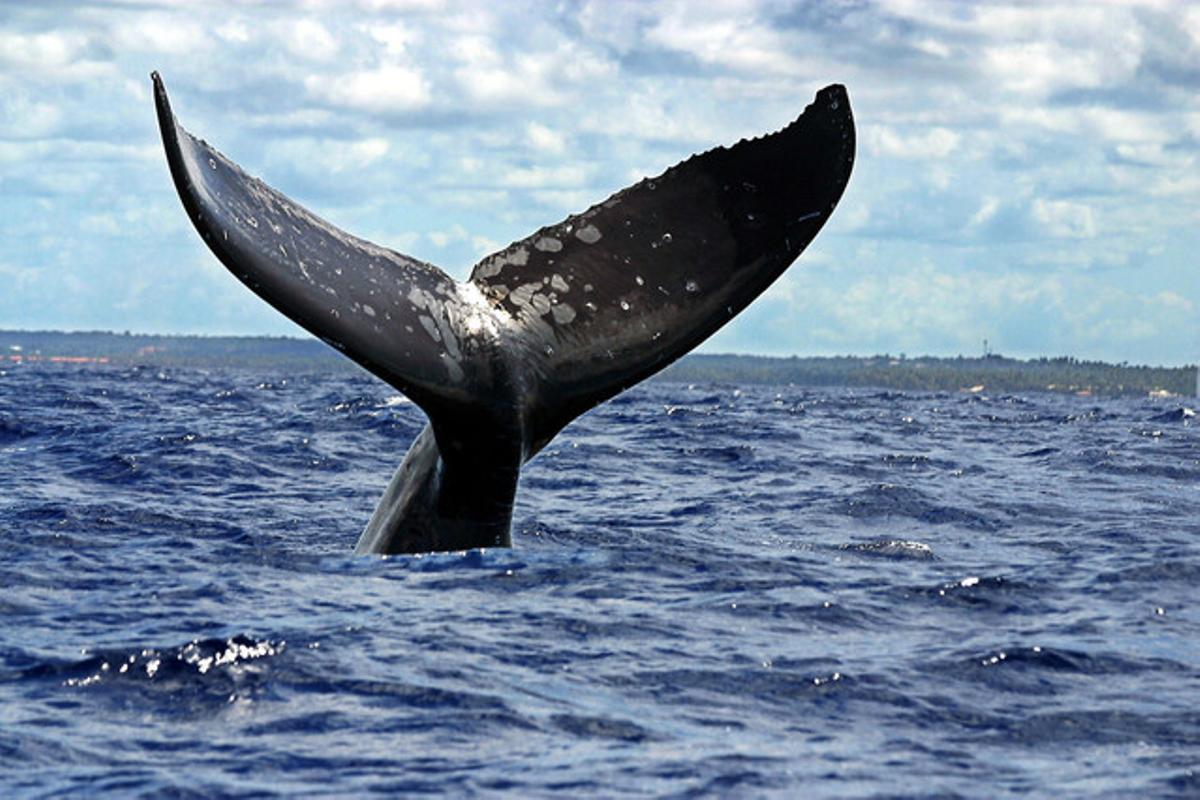 Una ballena jorobada.
