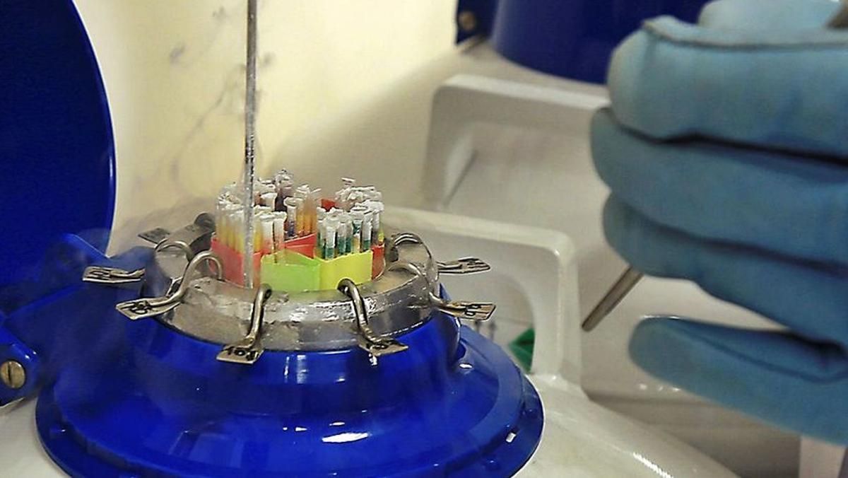 Manipulación de muestras en un laboratorio de reproducción asistida, en una imagen de archivo. Manipulación de muestras en un laboratorio de reproducción asistida, en una imagen de archivo.