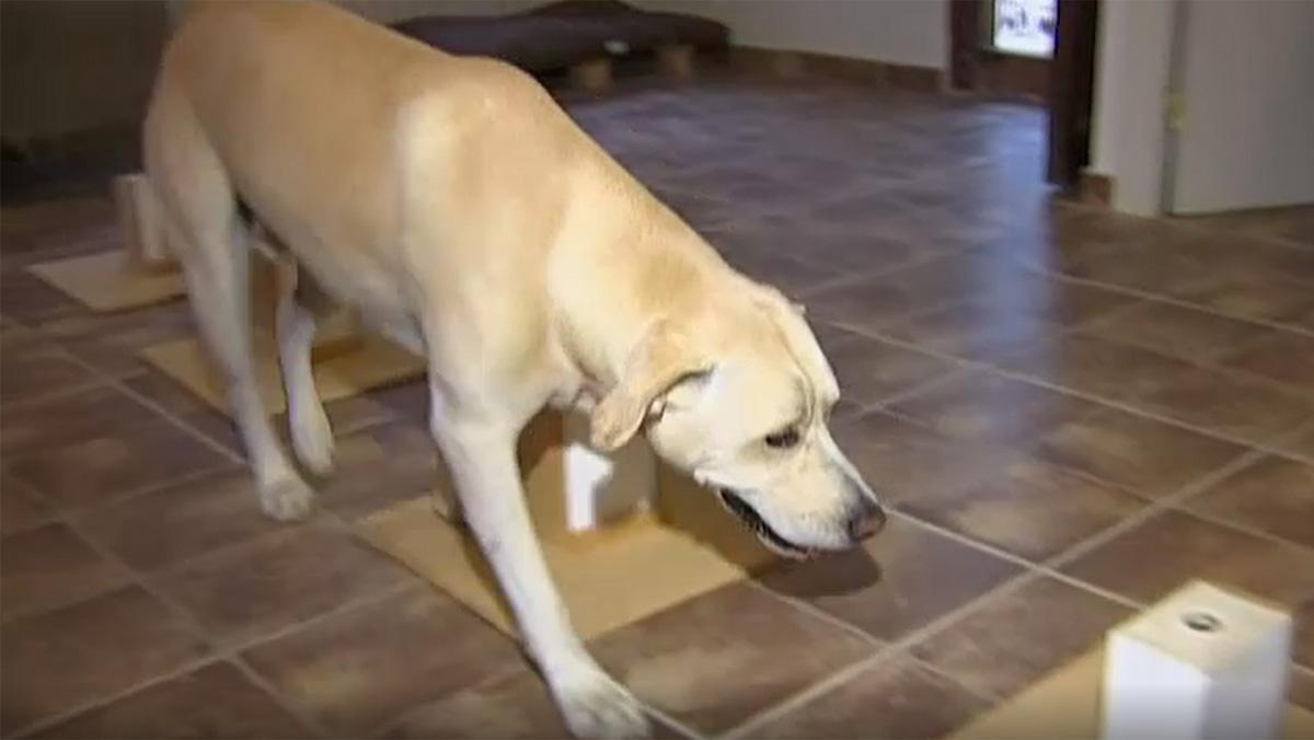 Blat, el perro que detecta el cáncer de pulmón con su olfato