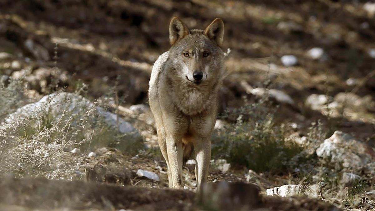 Ejemplar de lobo ibérico fotografiado en la Sierra de la Culebra, en Zamora.