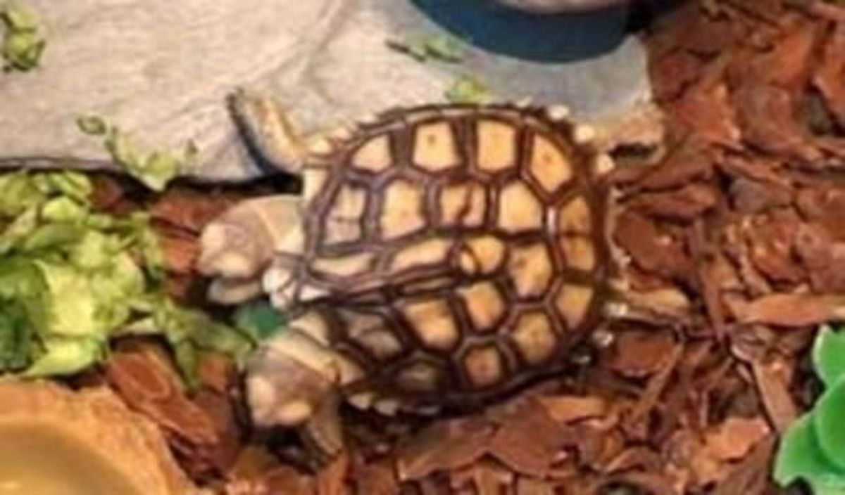 La tortuga Magda y Lena en su terrario. La tortuga Magda y Lena en su terrario.
