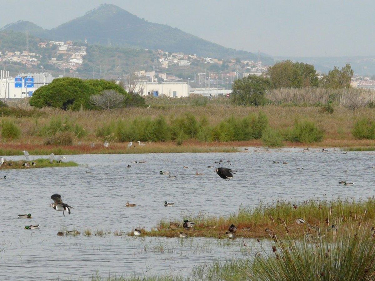 Delta del Llobregat. Delta del Llobregat.