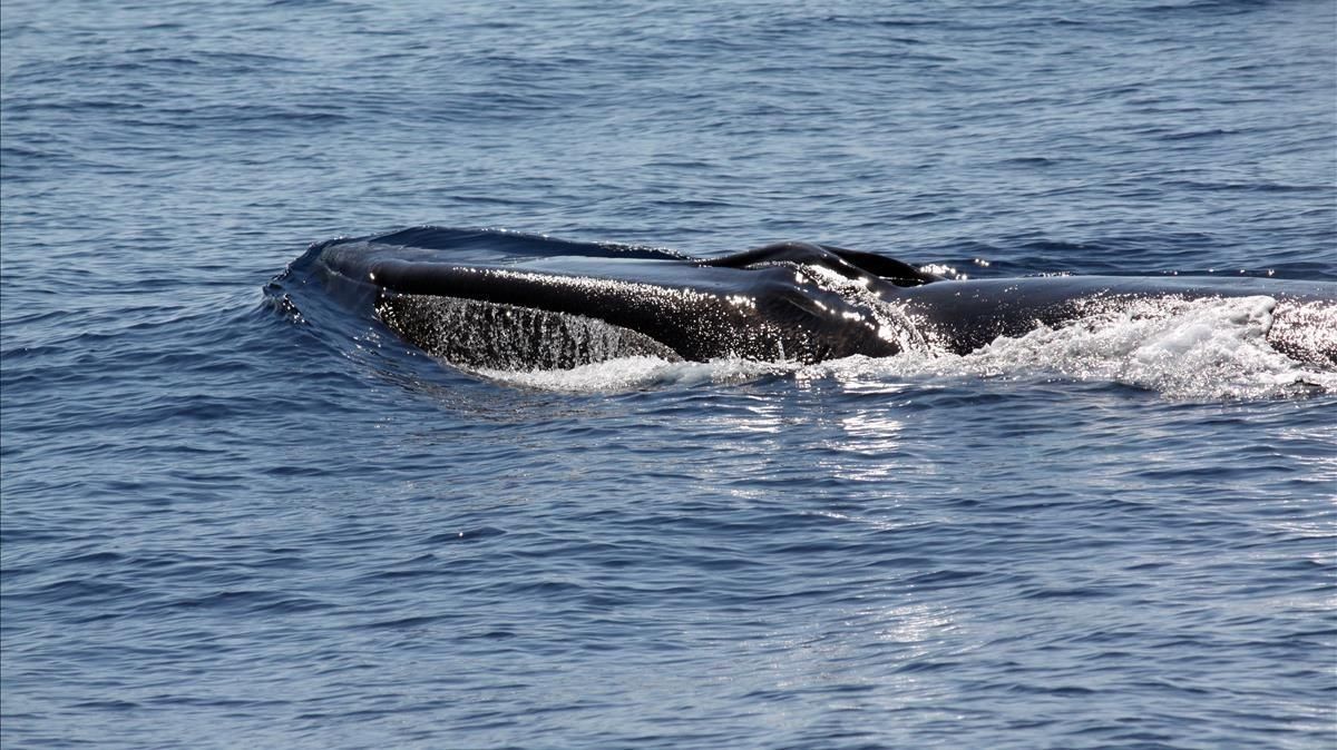 Cabeza de un rorcual común, el segundo mayor cetáceo del planeta, avistado cerca de la costa de Sitges. Cabeza de un rorcual común, el segundo mayor cetáceo del planeta, avistado cerca de la costa de Sitges.