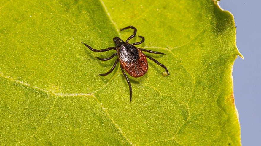 ¿qué Es La Enfermedad De Lyme ¿qué Síntomas Tiene