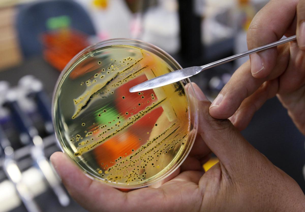 Aquestes són les 12 famílies de bacteris resistents als antibiòtics que amenacen la humanitat
