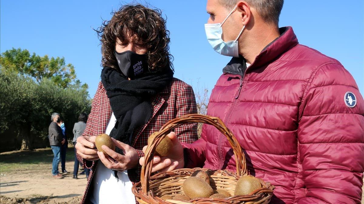 Catalunya impulsa un pla pilot de cultiu del kiwi a la Ribera d'Ebre