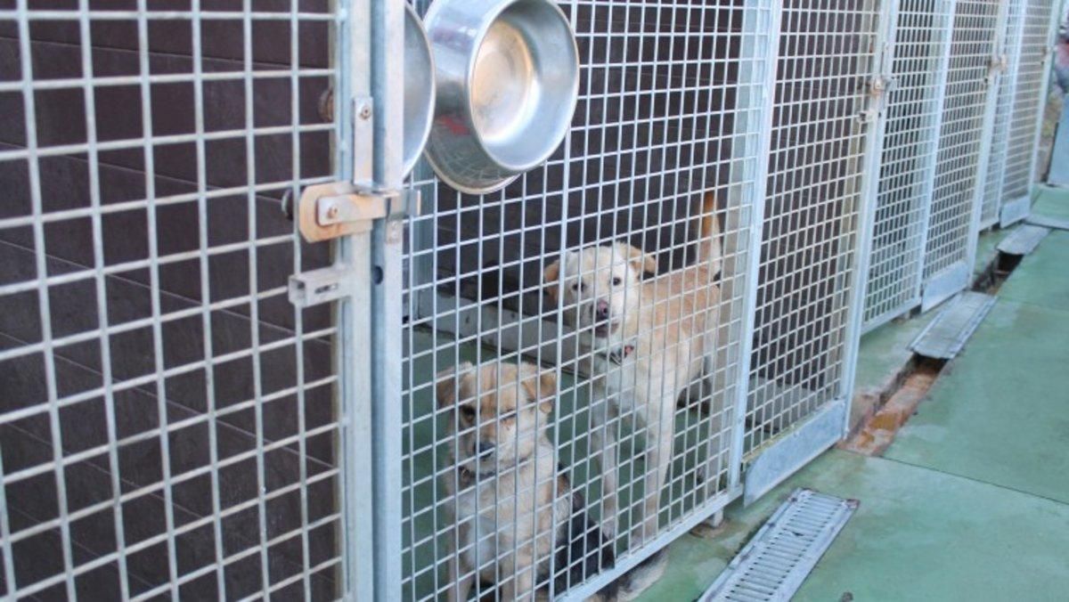 Los acusados sabían que no se ofrecía un tratamiento médico adecuado a los animales. Los acusados sabían que no se ofrecía un tratamiento médico adecuado a los animales.