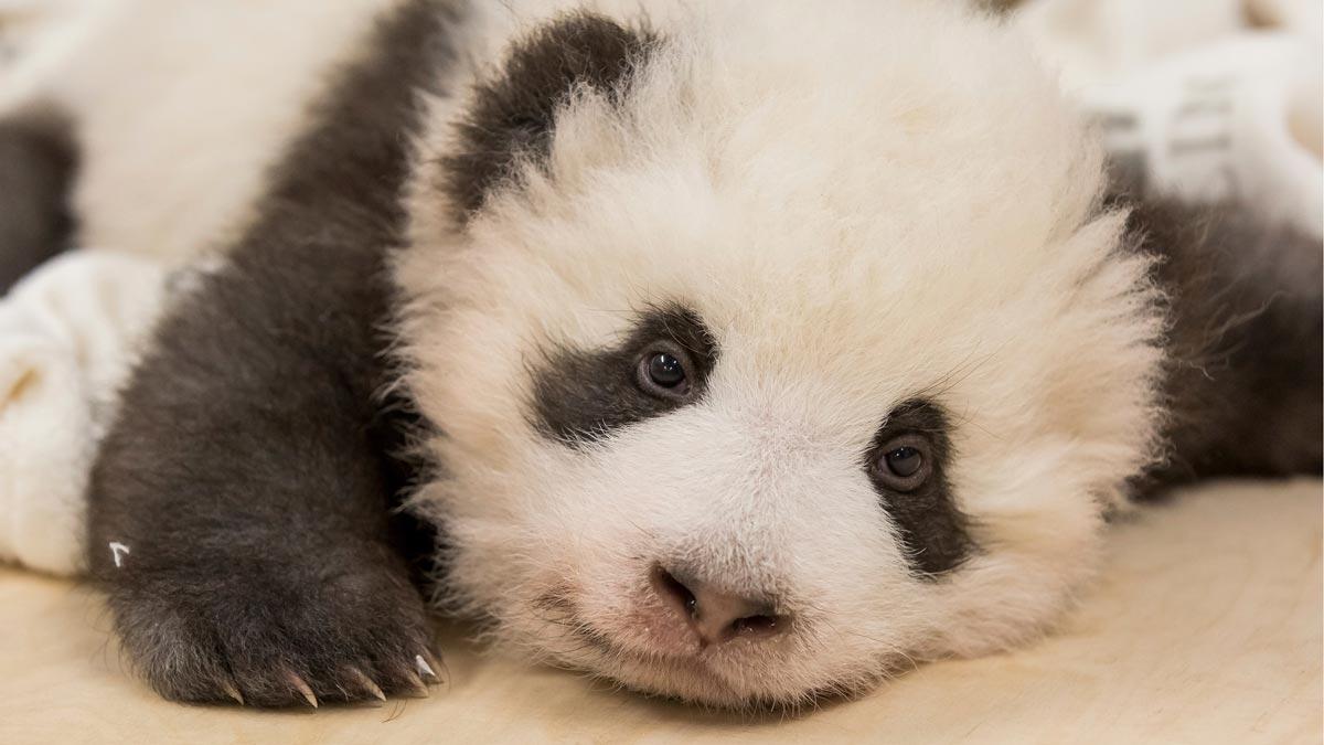 Un oso panda del zoo de Berlín sufre un ataque de hipo.