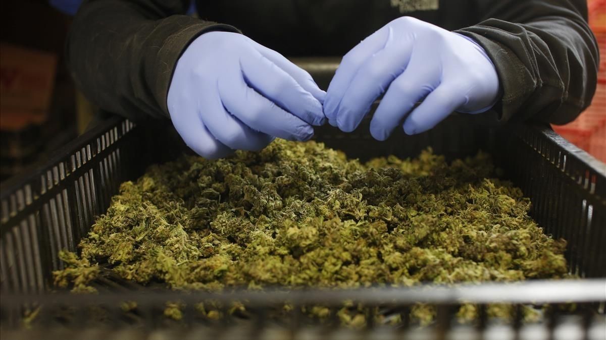 França obre la porta a legalitzar l'ús mèdic del cànnabis França obre la porta a legalitzar l'ús mèdic del cànnabis