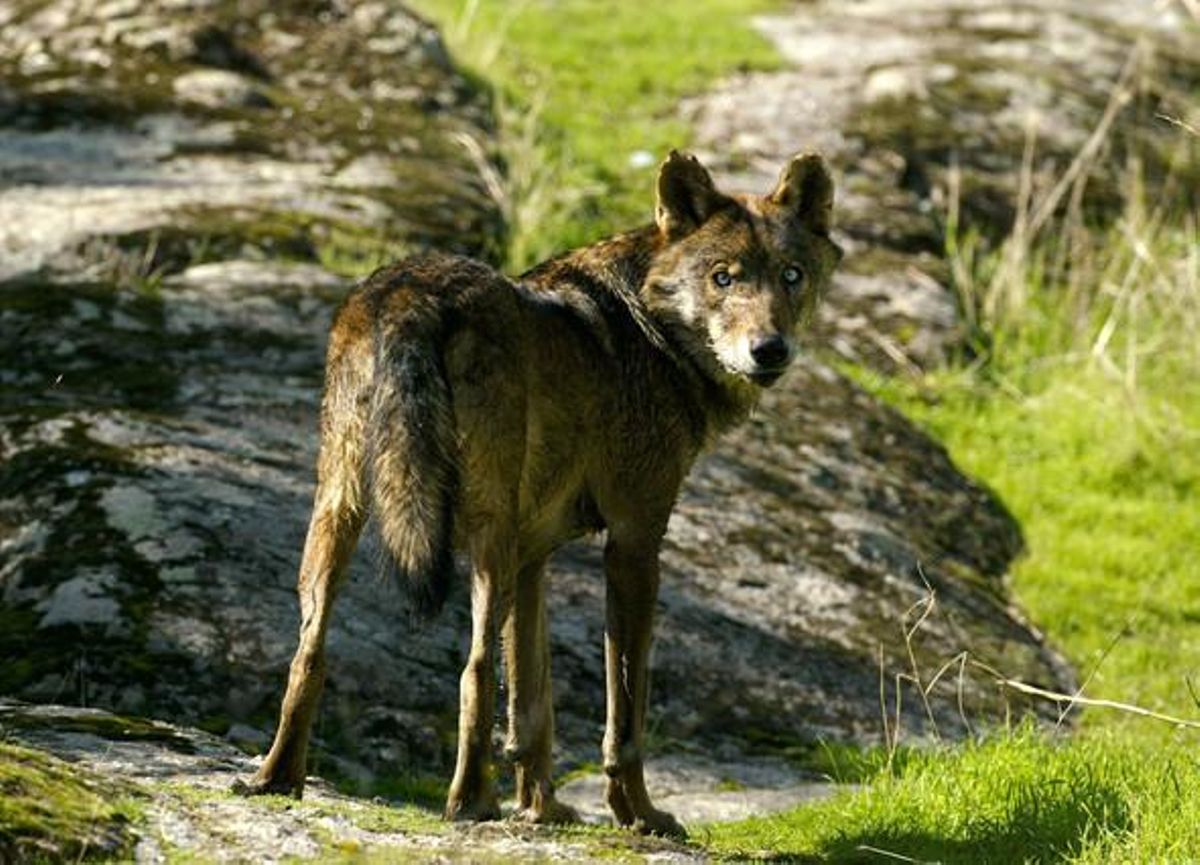 Un ejemplar de lobo ibérico en la sierra de Chapinería, al oeste de Madrid, fotografiado en el 2003. Un ejemplar de lobo ibérico en la sierra de Chapinería, al oeste de Madrid, fotografiado en el 2003.