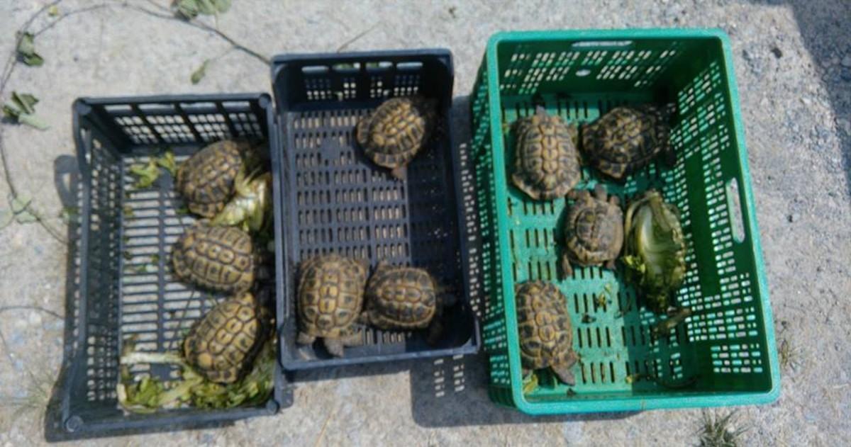 tortugues tortugues