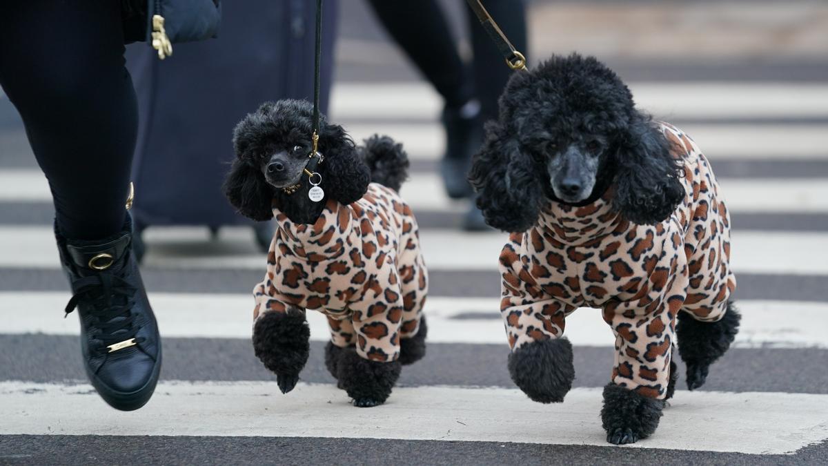 rufts Dog Show in Birmingham 10 March 2022, United Kingdom, Birmingham: A woman walks miniature poodles into the first day of the Crufts Dog Show at the Birmingham National Exhibition Centre (NEC). Photo: Jacob King/PA Wire/dpa