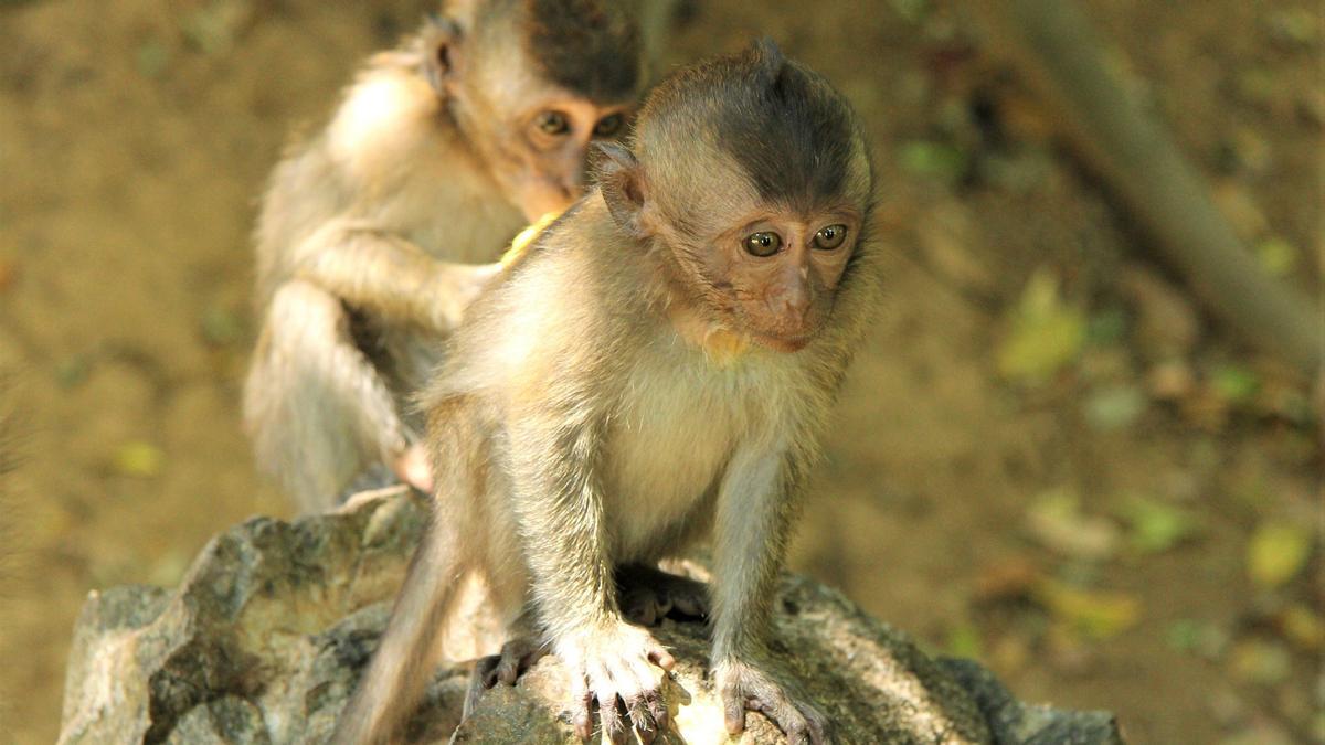 Viruela del mono: qué síntomas tiene y cómo se puede contagiar