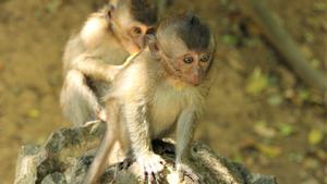 ¿Què és la verola del mico? Símptomes i com es contagia