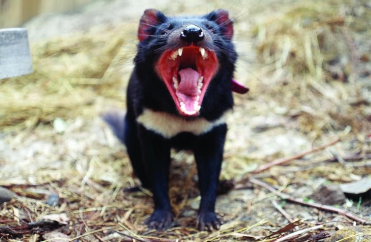 Un ejemplar adulto de diablo de Tasmania, carnívoro marsupial del tamaño de un pequeño perro. Un ejemplar adulto de diablo de Tasmania, carnívoro marsupial del tamaño de un pequeño perro.