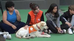 La escuela Lleó XIII de Barcelona hace terapia con perros para prevenir el acoso escolar.