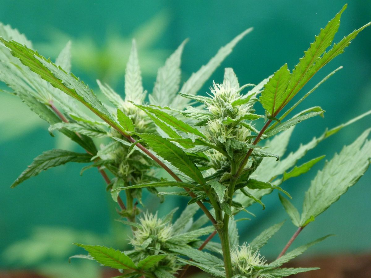 Planta de marihuana Planta de marihuana