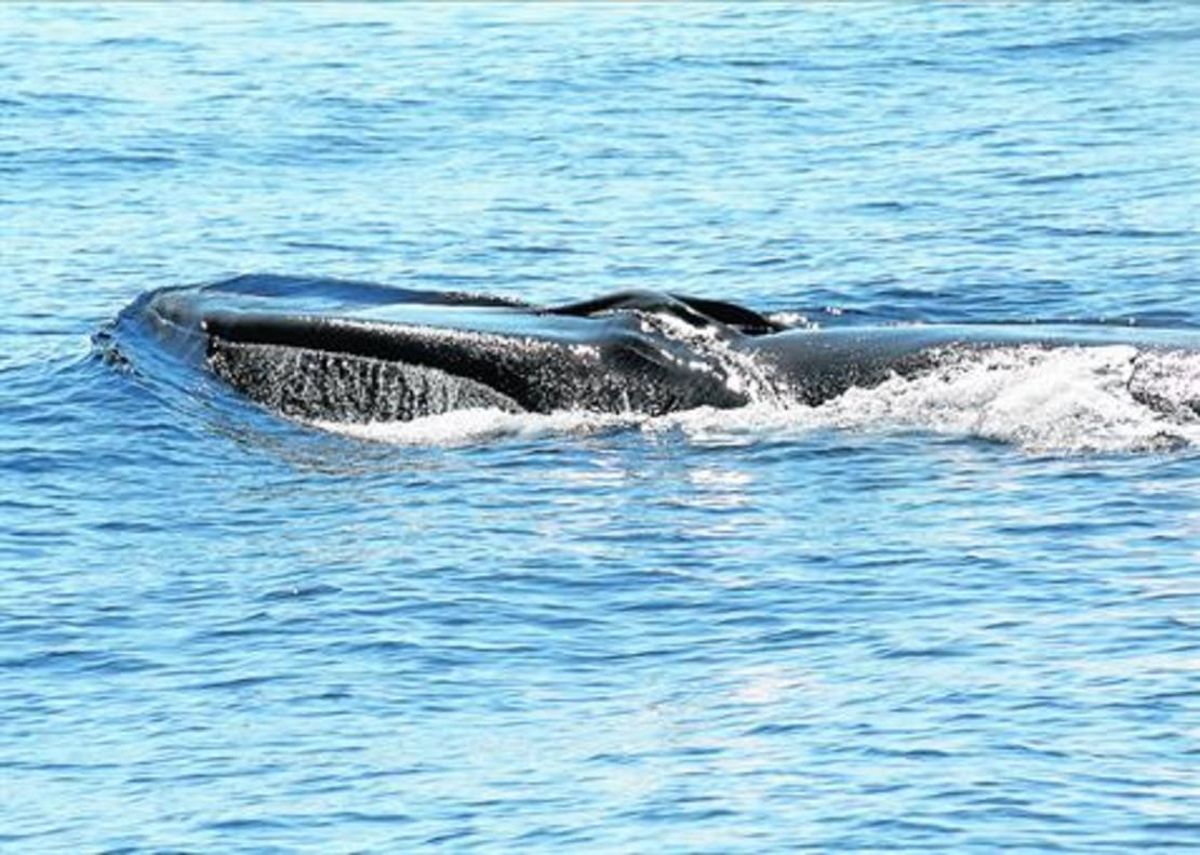 Cabeza de un rorcual común observado en las costas del Garraf. Cabeza de un rorcual común observado en las costas del Garraf.