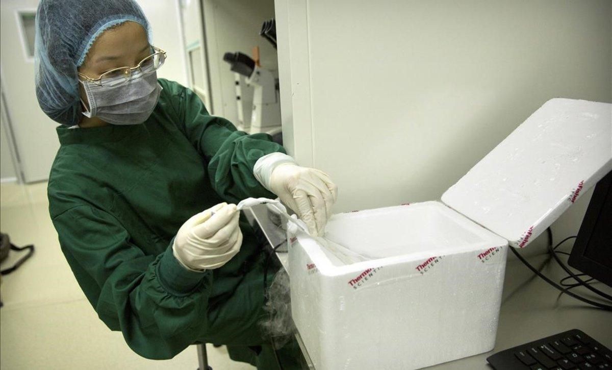 Zhou Xiaoqin coloca uno de los embiones en nitrógeno líquido. Zhou Xiaoqin coloca uno de los embiones en nitrógeno líquido.