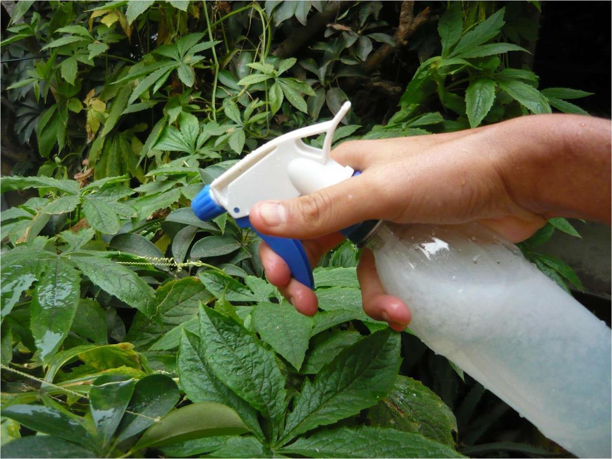 Los 9 usos 'milagrosos' del agua oxigenada en el huerto o jardín